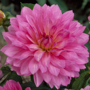 Dahlia Dcoratif 'Christine'